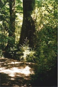 MILFORD TRACK